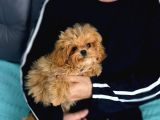 Toy Poodle Sevi̇mli̇ Yavrular Ev Üreti̇mi̇
