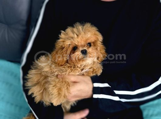 Toy Poodle Sevi̇mli̇ Yavrular Ev Üreti̇mi̇ görsel
