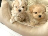 Malti̇poo Ci̇nsi̇ Yavrular Ev Üreti̇mi̇