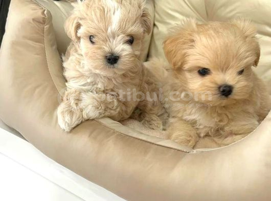 Malti̇poo Ci̇nsi̇ Yavrular Ev Üreti̇mi̇ görsel