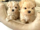 Malti̇poo Ci̇nsi̇ Yavrular Ev Üreti̇mi̇