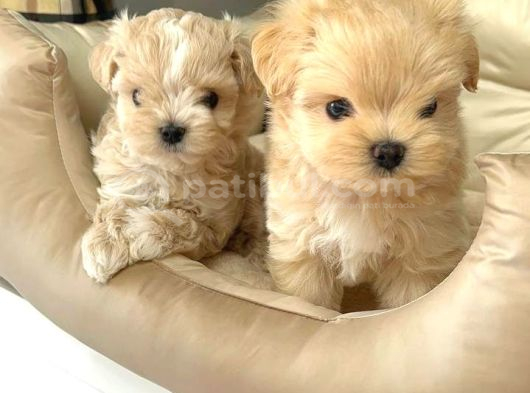 Malti̇poo Ci̇nsi̇ Yavrular Ev Üreti̇mi̇