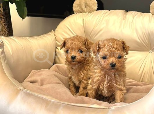 Malti̇poo Ci̇nsi̇ Yavrular Ev Üreti̇mi̇ görsel