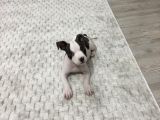 2 Aylık American Bully
