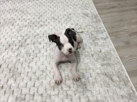 2 Aylık American Bully görsel
