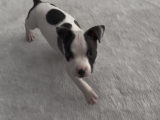 2 Aylık American Bully