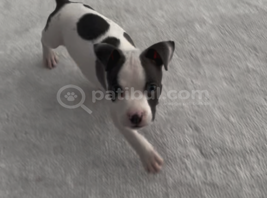 2 Aylık American Bully görsel