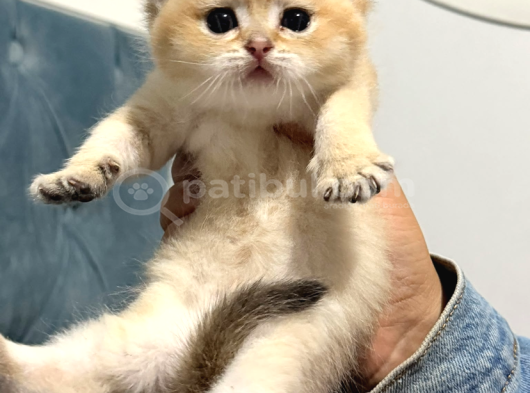 Top Kafa Golden