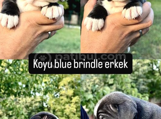 Fci Kif A Class Şecere Belgeli̇ Show Kali̇te görsel