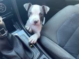 2 Aylık American Bully