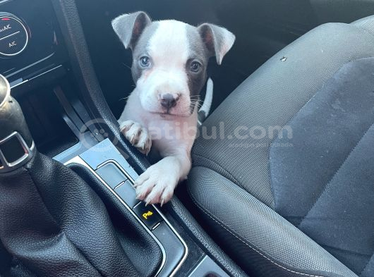 2 aylık american bully