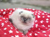 Scottish Fold Yavru