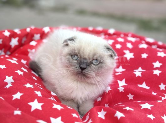 Scottish Fold Yavru görsel