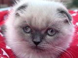 Scottish Fold Yavru
