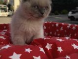 Scottish Fold Yavru