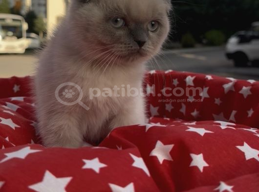 Scottish Fold Yavru görsel