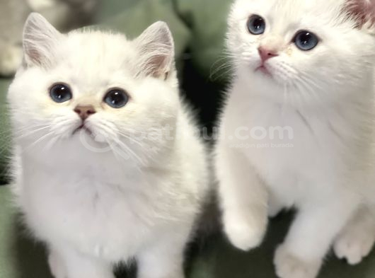 SAFKAN BRITISH SHORTHAIR YAVRULARIMIZ