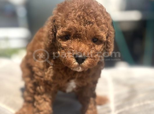 Mi̇ni̇ Boy Red Toy Poodle Kizimiz görsel