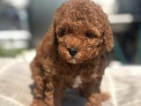 Mi̇ni̇ Boy Red Toy Poodle Kizimiz