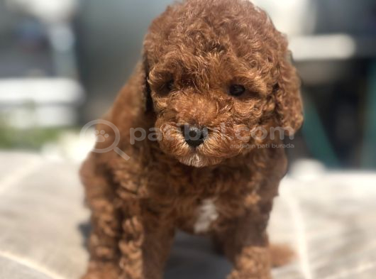 Mi̇ni̇ Boy Red Toy Poodle Kizimiz görsel