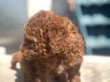 Mi̇ni̇ Boy Red Toy Poodle Kizimiz