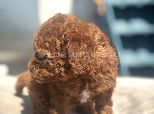 Mi̇ni̇ Boy Red Toy Poodle Kizimiz görsel