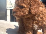 Mi̇ni̇ Boy Red Toy Poodle Kizimiz