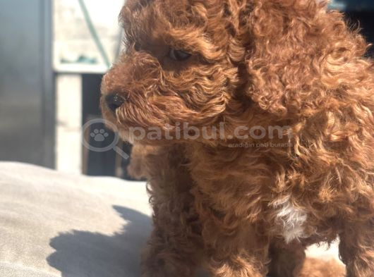 Mi̇ni̇ Boy Red Toy Poodle Kizimiz görsel