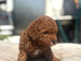 Mi̇ni̇ Boy Red Toy Poodle Kizimiz