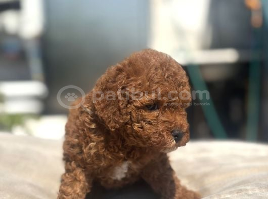 Mi̇ni̇ Boy Red Toy Poodle Kizimiz görsel