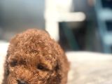Mi̇ni̇ Boy Red Toy Poodle Kizimiz