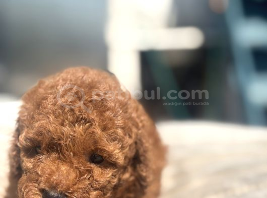 Mi̇ni̇ Boy Red Toy Poodle Kizimiz görsel