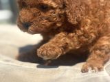 Mi̇ni̇ Boy Red Toy Poodle Kizimiz