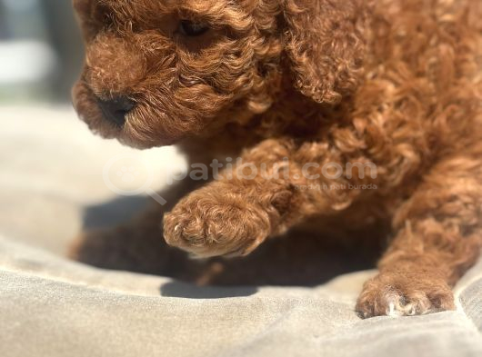 Mi̇ni̇ Boy Red Toy Poodle Kizimiz görsel