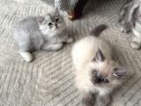 2 adet british longhair yavrular Hepsi erkek