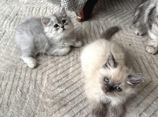 2 adet british longhair yavrular Hepsi erkek
