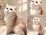 Ay12 Bri̇ti̇sh Golden Shorthai̇r- Rusyadan Gelen Özel Soy