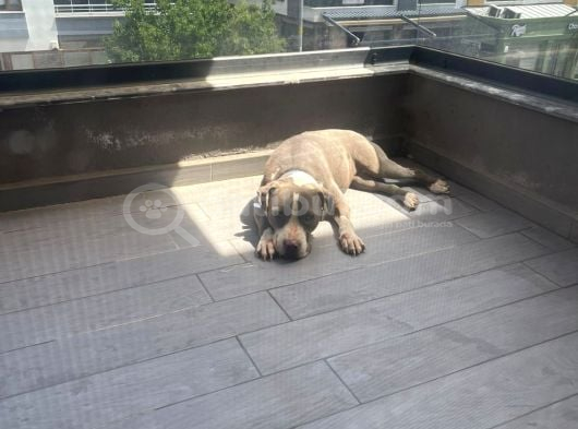 Ücretsi̇z Ameri̇can Staff görsel