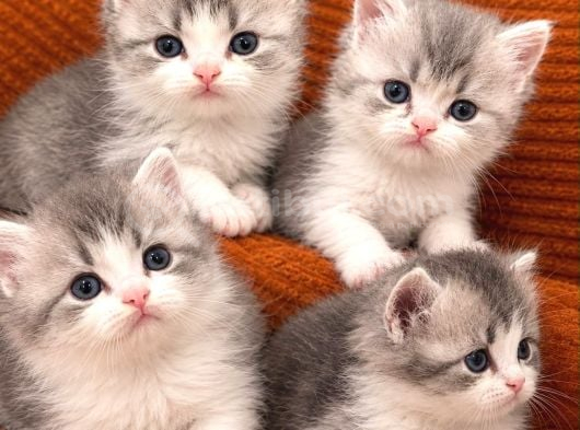 British longhair yavrular