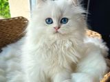 İpeksi Tüylü Silver British Longhair
