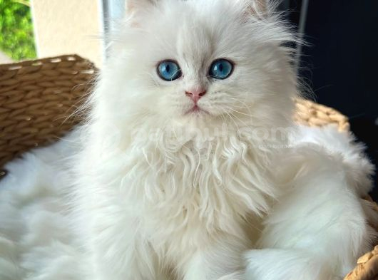 İpeksi Tüylü Silver British Longhair