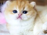 Pofuduk Bebek Golden British Shorthair