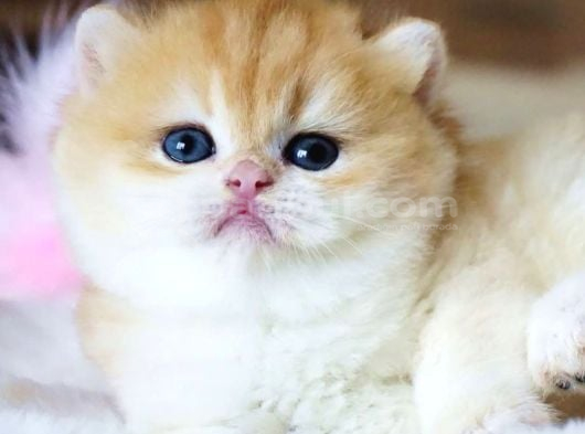 Pofuduk Bebek Golden British Shorthair görsel