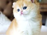 Pofuduk Bebek Golden British Shorthair