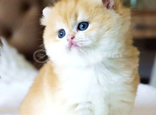 Pofuduk Bebek Golden British Shorthair görsel