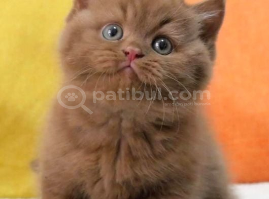 En Güzel Saf Kan Chocolate British Shorthair görsel