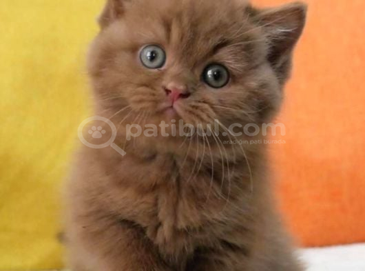En Güzel Saf Kan Chocolate British Shorthair