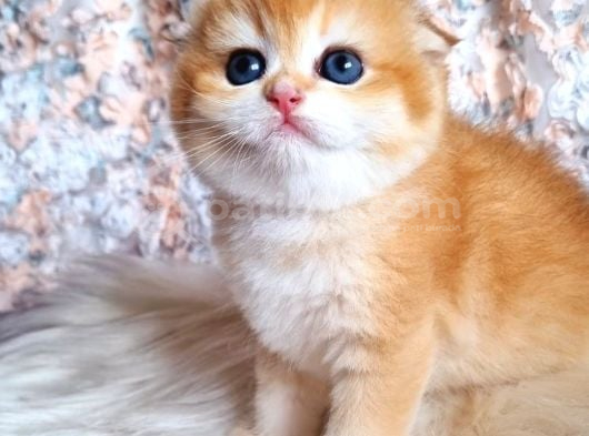 Top Kafa Golden Ny12 Scottish Fold Shorthair görsel