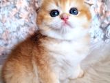 Top Kafa Golden Ny12 Scottish Fold Shorthair