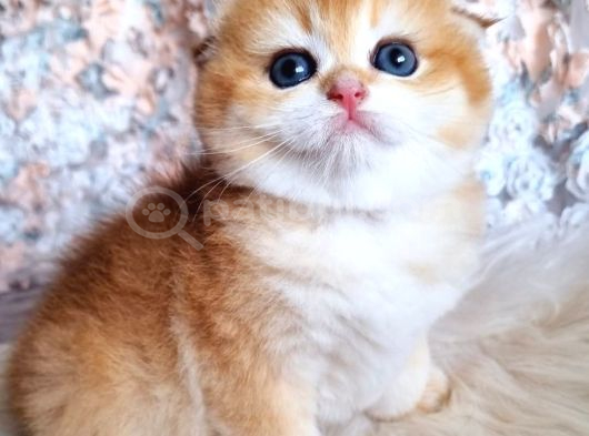 Top Kafa Golden Ny12 Scottish Fold Shorthair görsel
